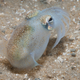 Image for article titled And Now, Another Educational Fact About Eating Squid Sperm